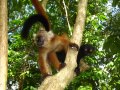 Lemuri makako maschi e femmina